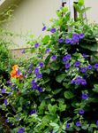 Garden Flowers Black eye Susan (Thunbergia alata) Photo; blue