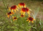 Dubh-Eyed Susan, Coneflower Thoir, Coneflower Oráiste, Coneflower Showy