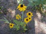 Flores de jardín Negro De Ojos Susan, Equinácea Oriental, Naranja Equinácea, Equinácea Vistoso (Rudbeckia) Foto; amarillo