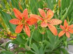 Blackberry Lily, Leopard Lily 