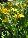 Lile Sméar Dubh, Liopard Lily Photo agus saintréithe