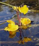 Bladderwort  