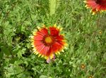Blanket Flower Photo and characteristics