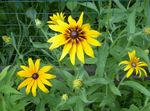 Садовые Цветы Гайлардия (Gaillardia) Фото; желтый