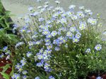 Garden Flowers Blue Daisy, Blue Marguerite (Felicia amelloides) Photo; light blue