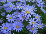 Hage blomster Blå Tusenfryd, Blå Marguerite (Felicia amelloides) Bilde; lyse blå