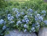 Garden Flowers Blue dogbane (Amsonia tabernaemontana) Photo; light blue