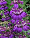 Garden Flowers Blue-Eyed Mary, Chinese Houses (Collinsia) Photo; purple