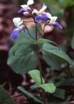 Garden Flowers Blue-Eyed Mary, Chinese Houses (Collinsia) Photo; light blue