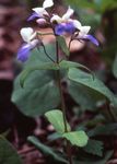 Blue-Eyed Mary, Kitajski Hiše fotografija in značilnosti