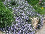Garden Flowers Blue rock bindweed (Convolvulus sabatius) Photo; light blue