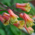 les fleurs du jardin Bomarea  Photo; jaune