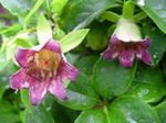 Bonnet Bellflower (Codonopsis) Photo; pink