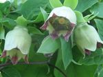 Bonnet Bellflower (Codonopsis) Photo; green