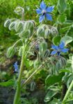 Баштенске Цветови Бораге (Borago offlcinalls) фотографија; плави