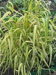 Garden Flowers Bowles Golden Grass, Golden Millet Grass, Golden Wood Mille (Milium effusum) Photo; green