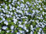 Garden Flowers Brooklime (Veronica) Photo; light blue