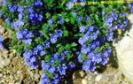Garden Flowers Brooklime (Veronica) Photo; blue