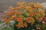 Have Blomster Boghvede (Eriogonum) Foto; appelsin