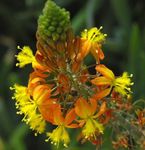 Gartenblumen Bulbine, Bulbinella, Brennen Gelee Pflanze, Gestielt Bulbine, Orange Bulbine  Foto; orange