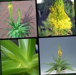 Garden Flowers Bulbine, Bulbinella, Burn Jelly Plant, Stalked Bulbine, Orange Bulbine  Photo; yellow