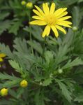 Garden Flowers Bull's Eye, Daisy Bush, African Bush-daisy, Paris Daisy, Golden Daisy Bush (Gamolepis, Euryops chrysanthemoides) Photo; yellow