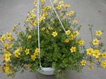 Tagetes Apache Beggarticks