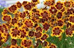 Garden Flowers Burridges Greenthread, Burridge's Green-thread (Cosmidium burridgeanum, Thelesperma burridgeanum) Photo; orange