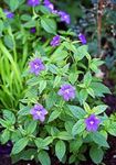 Arbusto Violeta, Flor De Safira foto e características