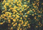 Butter Daisy, Melampodium, Gold Medallion Flower, Star Daisy (Melampodium paludosum) Photo; yellow