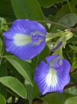 Butterfly Pea