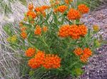 Ogrodowe Kwiaty Milkweed Tuberozovy (Asclepias tuberosa) zdjęcie; pomarańczowy