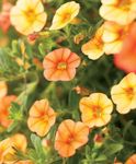 Garden Flowers Calibrachoa, Million Bells  Photo; orange