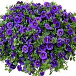 Trädgårdsblommor Calibrachoa, Miljoner Klockor  Fil; blå