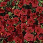 Garden Flowers Calibrachoa, Million Bells  Photo; red