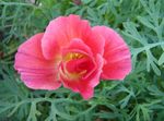 Garden Flowers California Poppy (Eschscholzia californica) Photo; pink