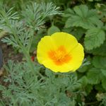 Garden Flowers California Poppy (Eschscholzia californica) Photo; yellow