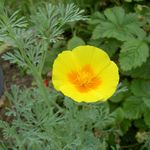 Садовыя Кветкі Эшшольция (Eschscholzia californica) фота; жоўты