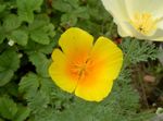 Λουλούδια κήπου Καλιφόρνια Παπαρούνας (Eschscholzia californica) φωτογραφία; πορτοκάλι