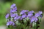 加州风信子，花边的Phacelia，蓝色卷发，毛毛虫，小提琴的脖子，蜘蛛花，野生鸡血石  照; 浅蓝