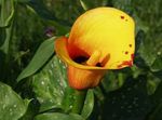 Vrtno Cvetje Kala, Arum Lily (Calla) fotografija; oranžna