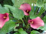 Garden Flowers Calla Lily, Arum Lily  Photo; pink
