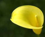 Vrtno Cvetje Kala, Arum Lily (Calla) fotografija; rumena