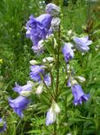 I fiori da giardino Campanula  foto; azzurro