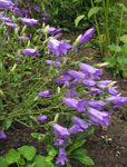 Campanula, Bellflower  Photo; purple