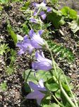 Campanula, Bellflower  Photo; lilac