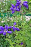 Бақша Гүлдер Bell Srednerosloe (Campanula) Фото; көк