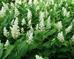 Canada Mayflower, False Lily of the Valley (Smilacina, Maianthemum  canadense) Photo; white