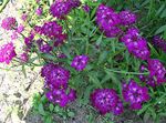 Garden Flowers Candytuft (Iberis) Photo; purple
