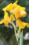 Садовыя Кветкі Канна (Canna) фота; жоўты